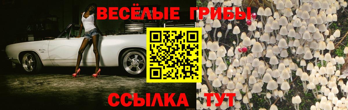 Галлюциногенные грибы Psilocybe Сертолово
